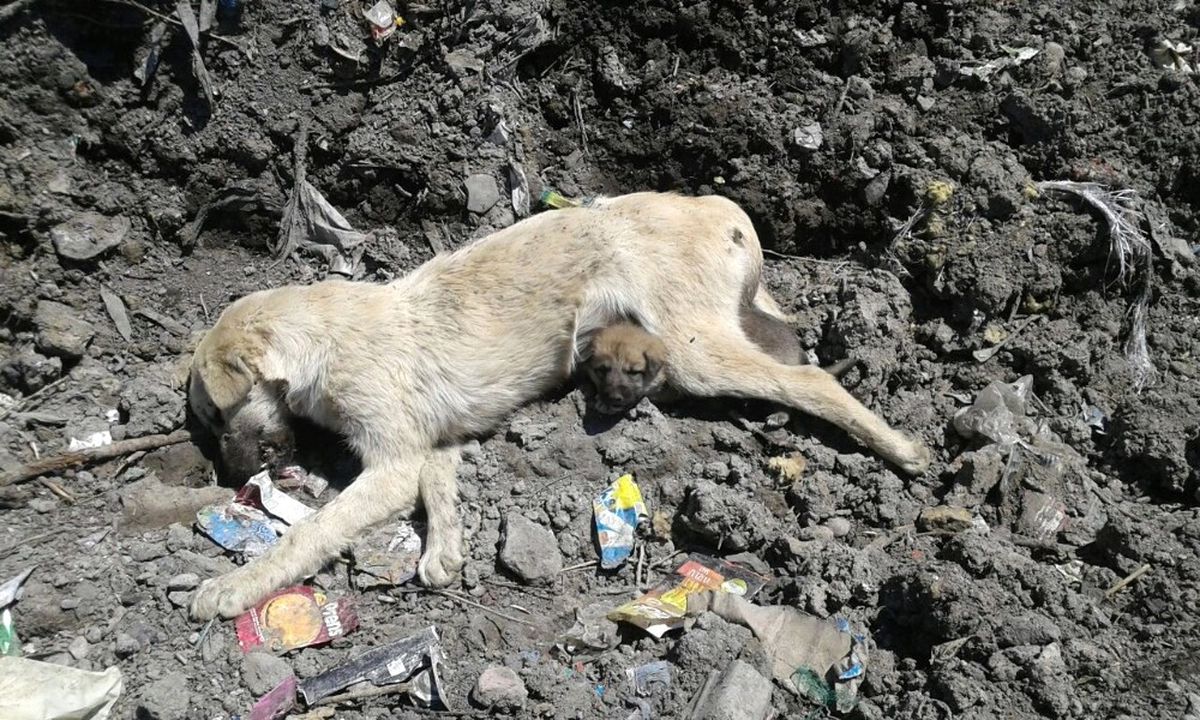 Annesi Telef Olan Yavru Köpeğin Yürek Burkan Hali