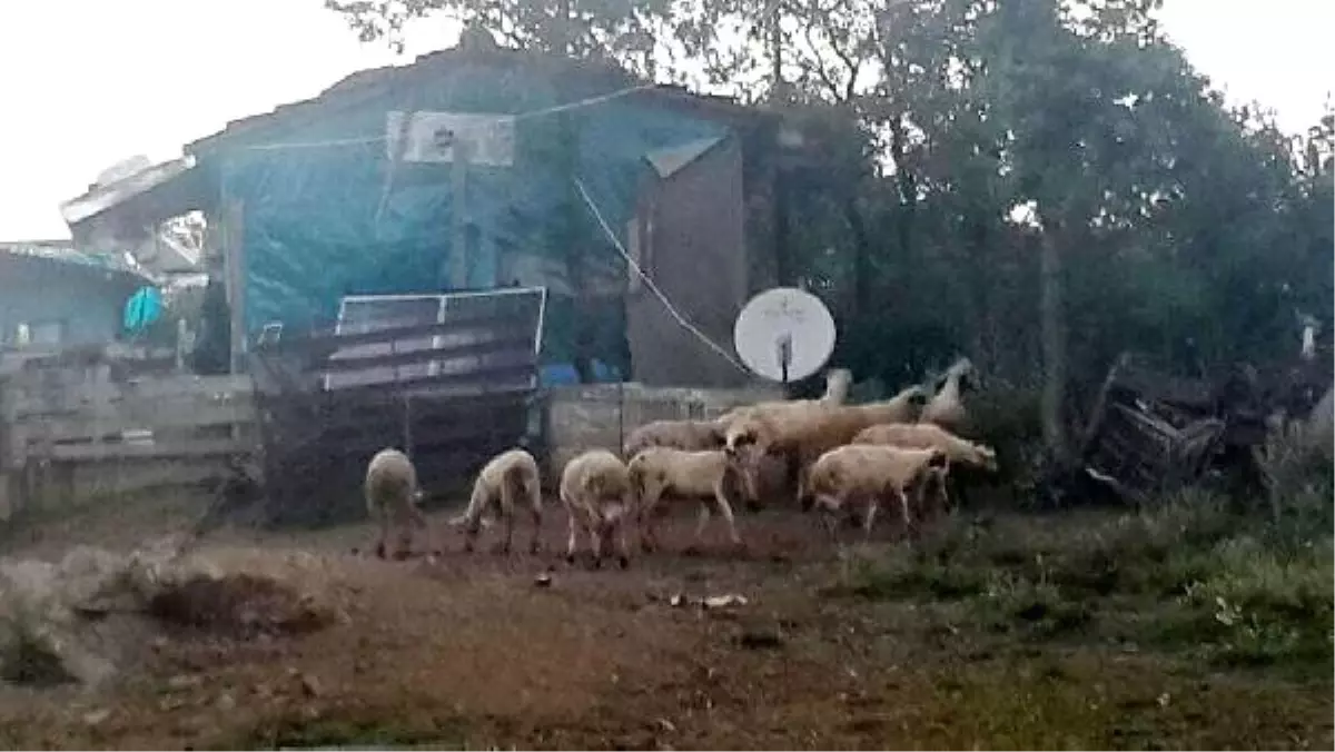 Çaldıkları Kuzuları, Yünlerini Kırkıp Satmışlar