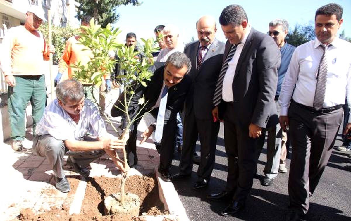 Çukurova\'nın Parklarında Zeytin Yetişecek
