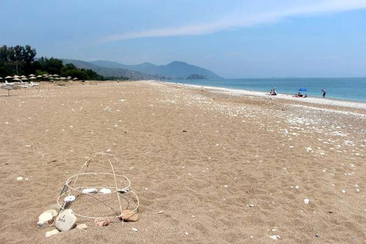 Hava Değişimi Caretta Caretta Yuva Sayısını Azalttı