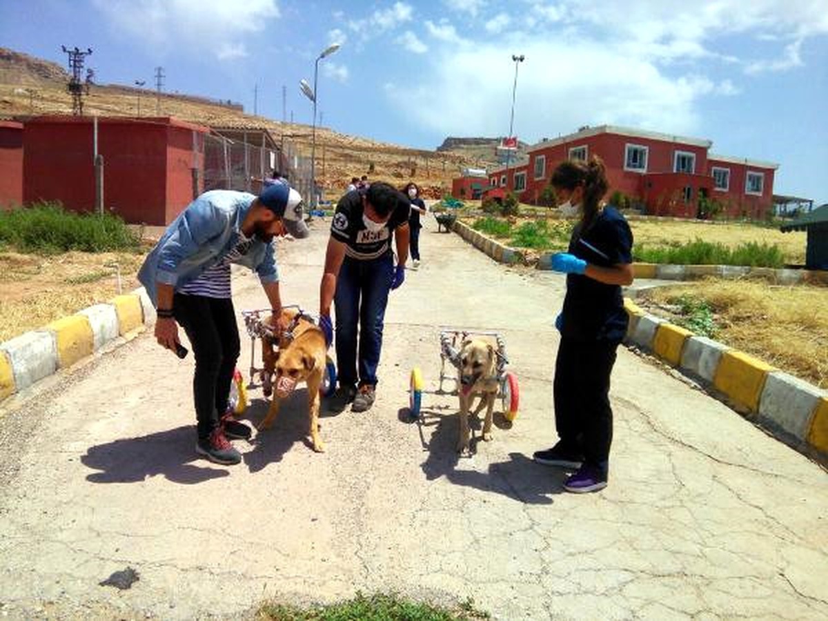Mardin\'de Ayakları Kesilen Köpekler İçin Yürüteç Yaptılar