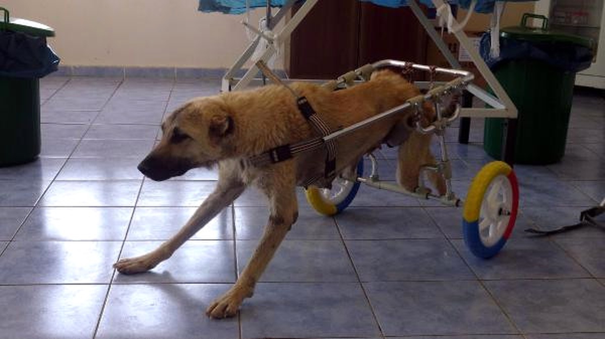 Mardin\'de Ayakları Kesilen Köpekler İçin Yürüteç Yaptılar