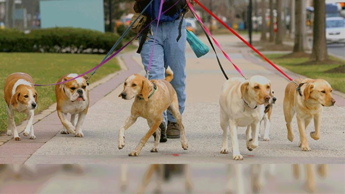 Cihangir\'de Köpek Gezdirme Tartışmasında Vantilatör Ayağı ile Saldırı