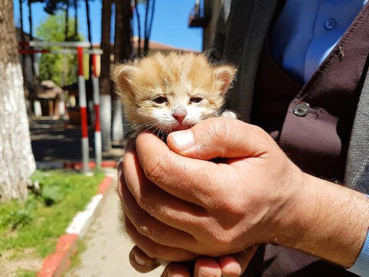 Dha Ankara-   Su Birikintisine Düşen Kedi Böyle Kurtarıldı