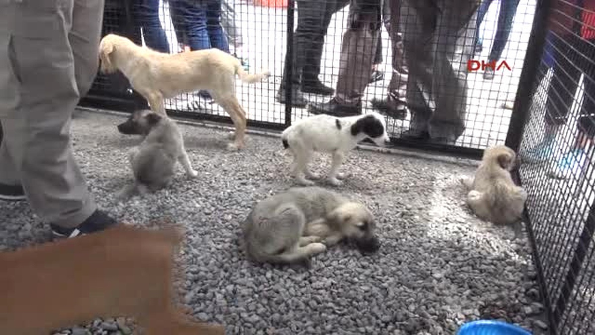 Eskişehir\'de \'Pati Şenliği\'nde \'Satın Alma Sahiplen\' Etkinliği