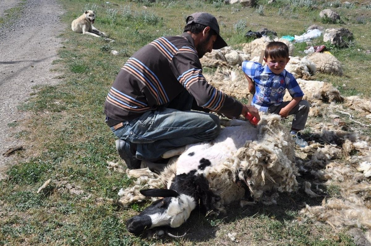 Kars\'ta Koyunlar Kırkılmaya Başladı