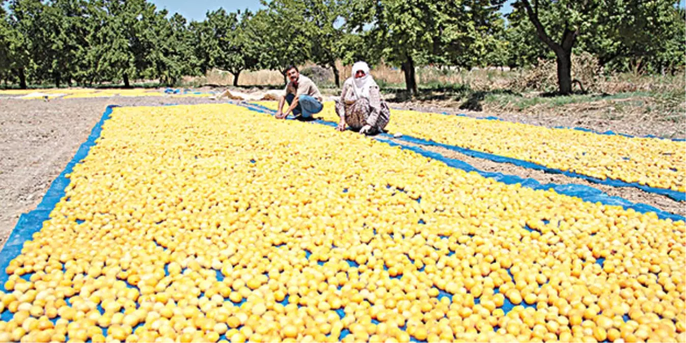 Nusaybin\'de Kayısı Hasadı Başladı