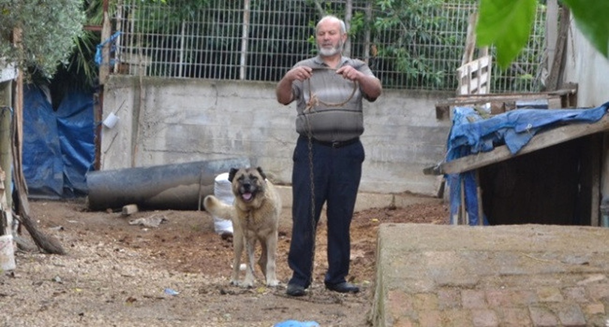 Tasmasını Koparan Köpek Yaşlı Kadına Saldırdı