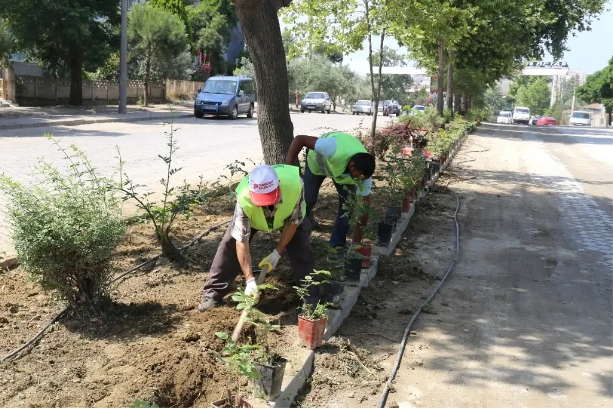 Turgutlu\'da Refüjler Güllerle Donatılıyor