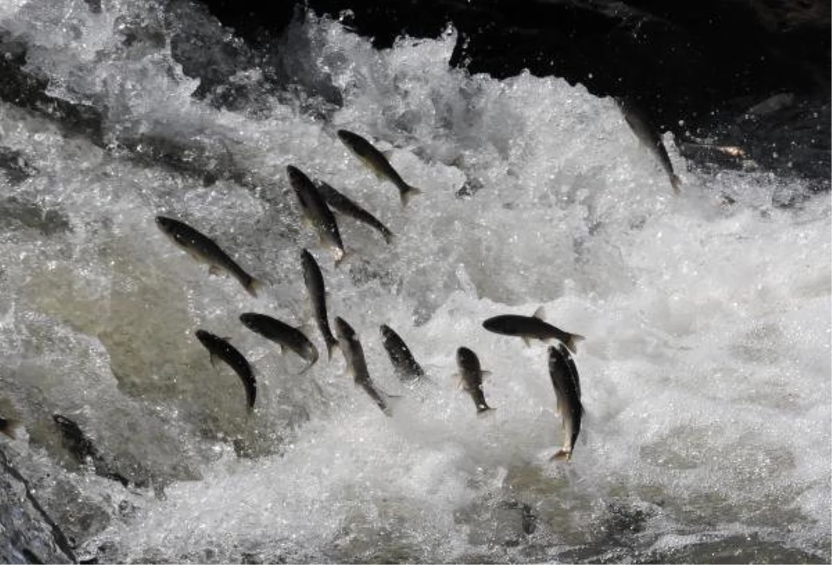 Uçan Balıklar Yeni Bir Tehlikeyle Karşı Karşıya