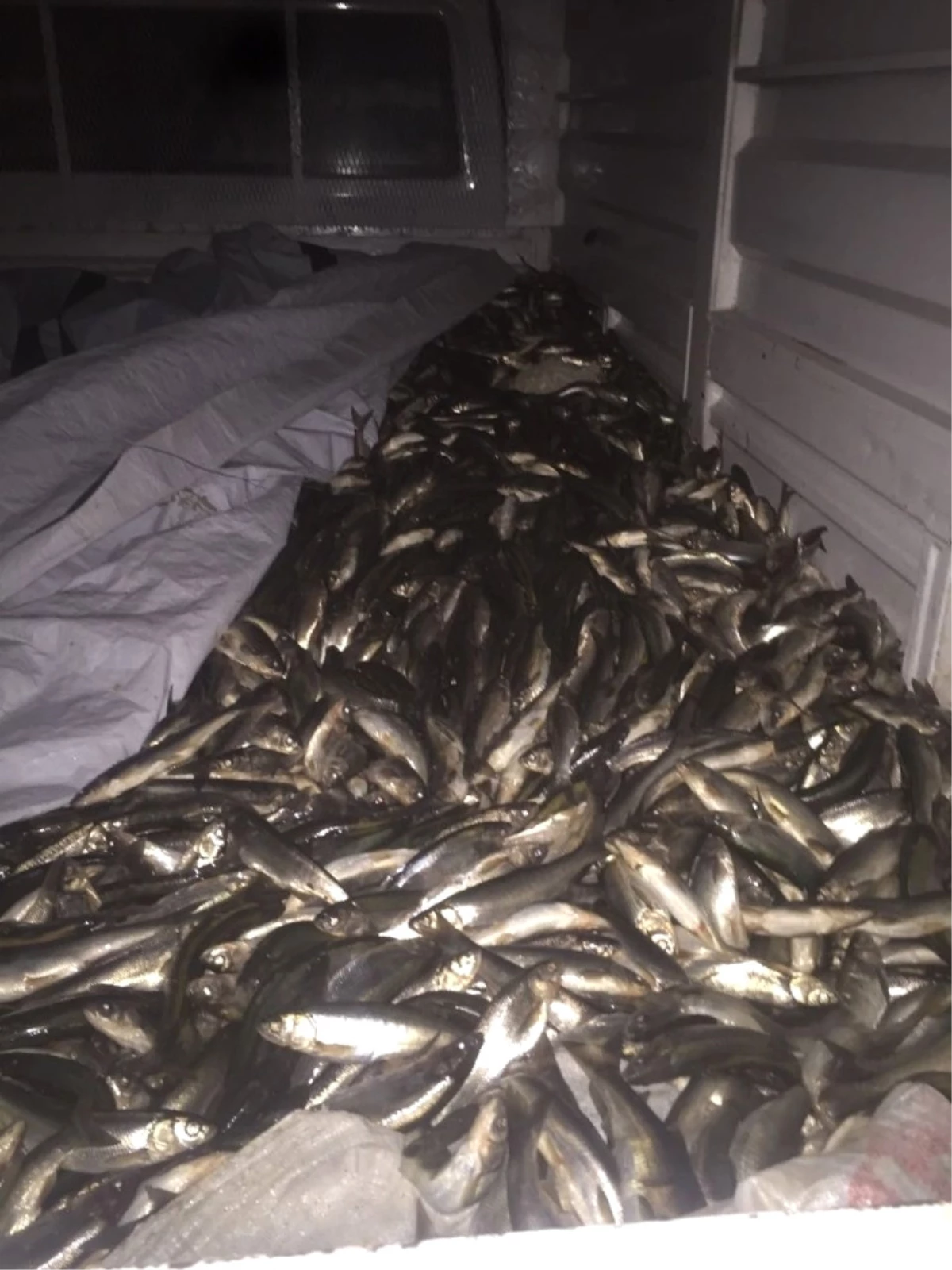 Van\'da 10 Ton Kaçak Avlanmış Balık Ele Geçirildi