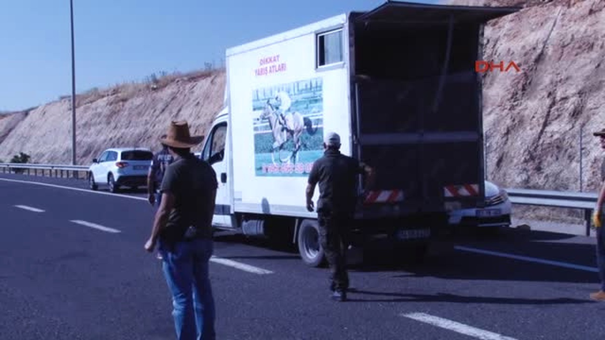Yarış Atı Taşıyan Kamyonette 10 Kilo Esrar Ele Geçti