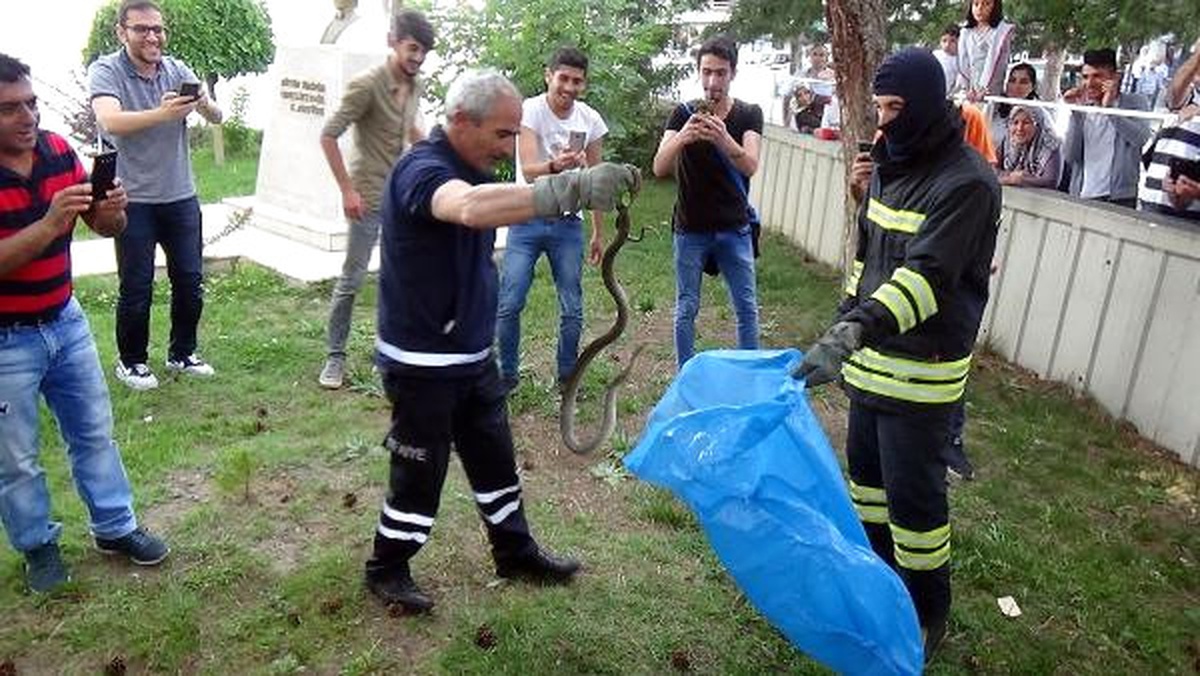 Bilim ve Sanat Merkezinin Bahçesinde Yılan Operasyonu