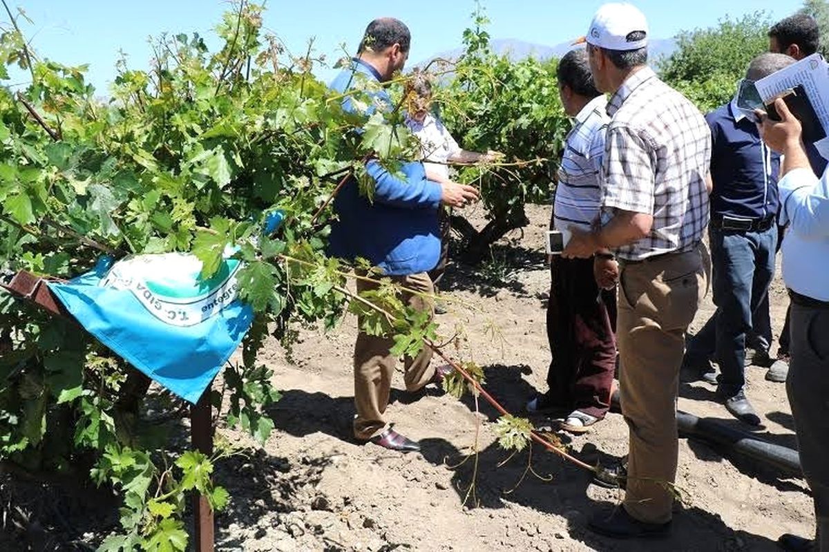 Elazığ\'da Dolunun 40 Bin Dekar Alanı Etkilediği Ortaya Çıktı