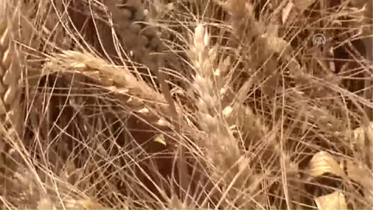 Gaziantep\'te Buğday Hasadı Başladı