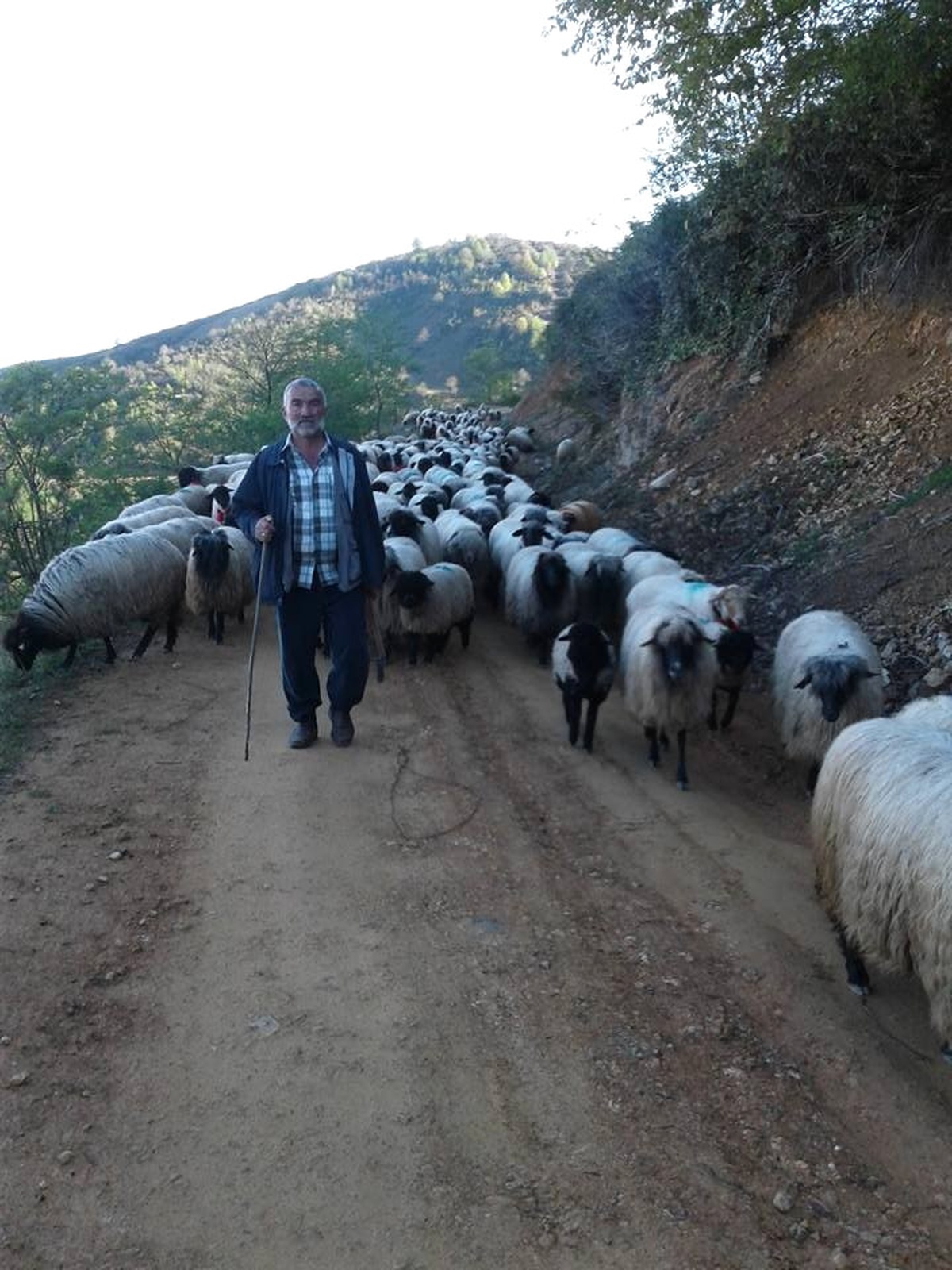 Giresunlu Yaylacıların Yayla Sorunu