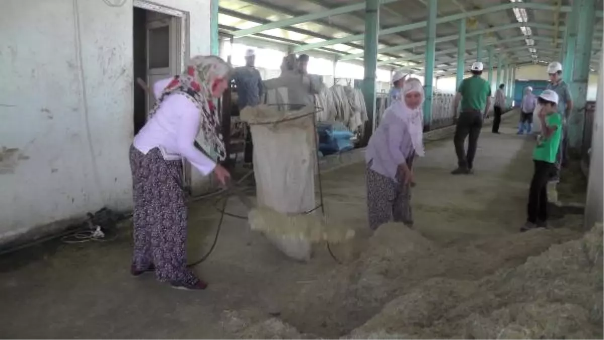 Girişimci Kadınlar, Besi Tesisi Kurdu