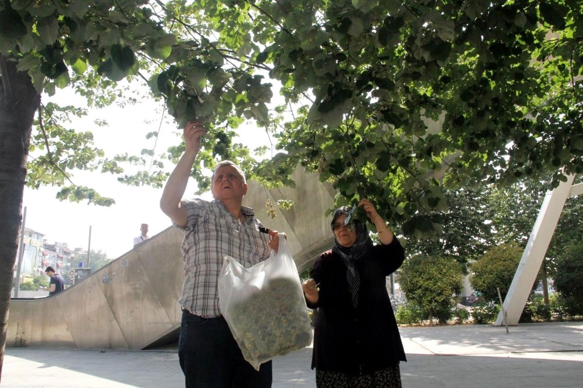 Kocaeli\'de Ihlamurlar Çiçek Açtı