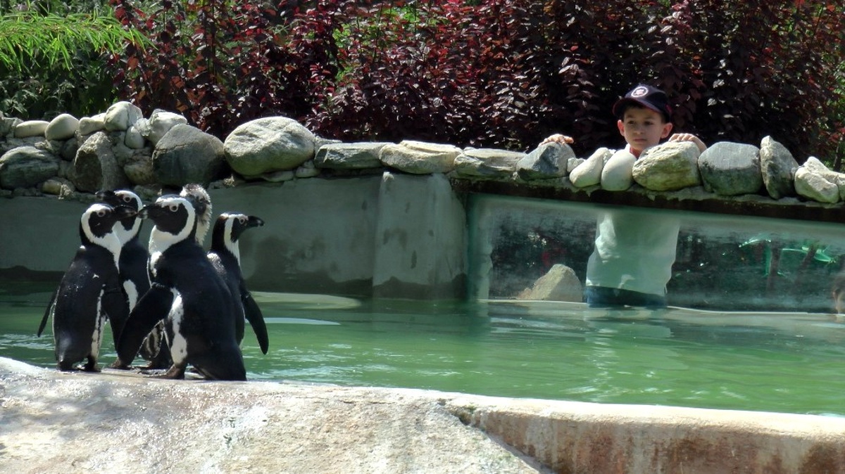 Nesli Tükenmekte Olan Afrika Gözlüklü Penguenleri Darıca\'da Korunuyor