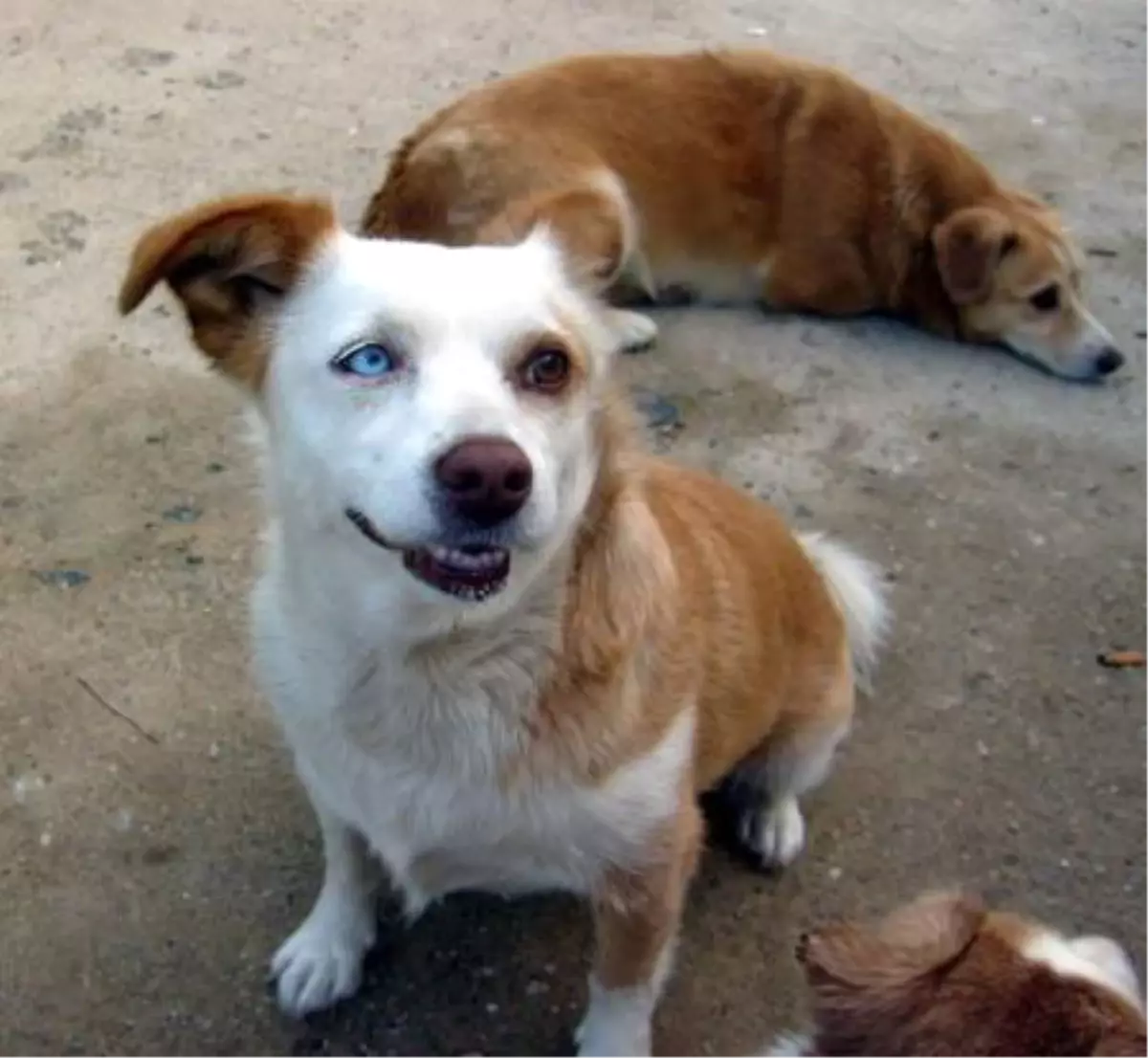 Iki Gözü Farklı Renkte Olan Köpek Ilgi Çekiyor