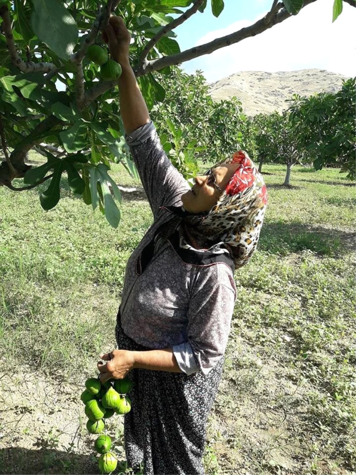 Ödemiş\'te İncirlere İlekleme Zamanı