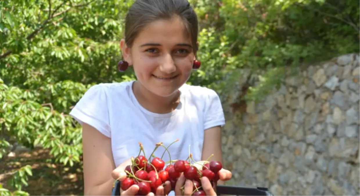 70 Lira Yevmiye ile Kiraz Topluyorlar