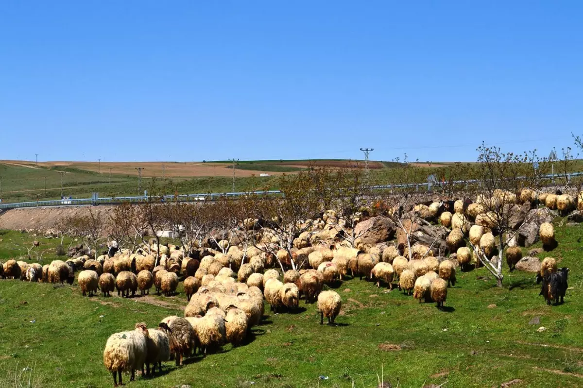 Bitlis Valiliğinden Sosyal Medya Görüntülerine Açıklama