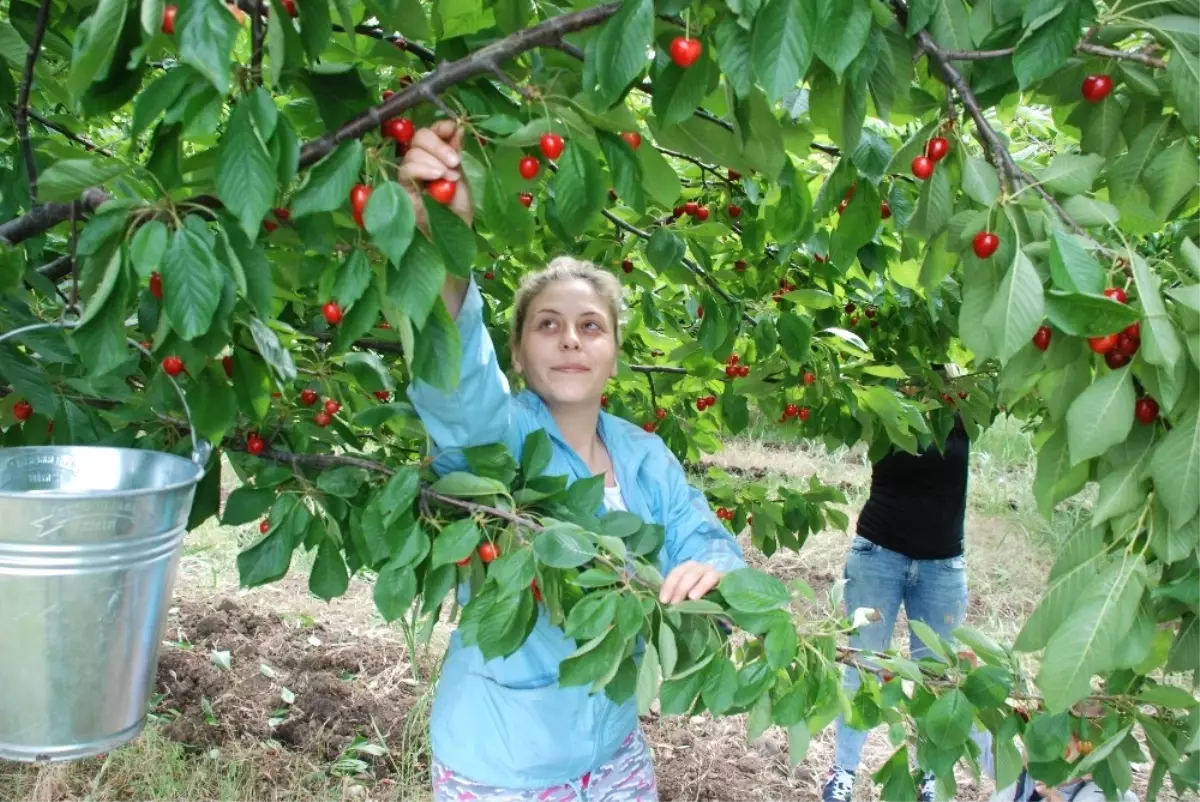 Çeribaşı Kirazının Hasadı Başladı