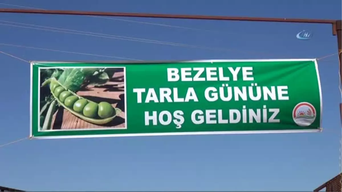 Diyarbakır\'da İlk Kez Bezelye Üretildi