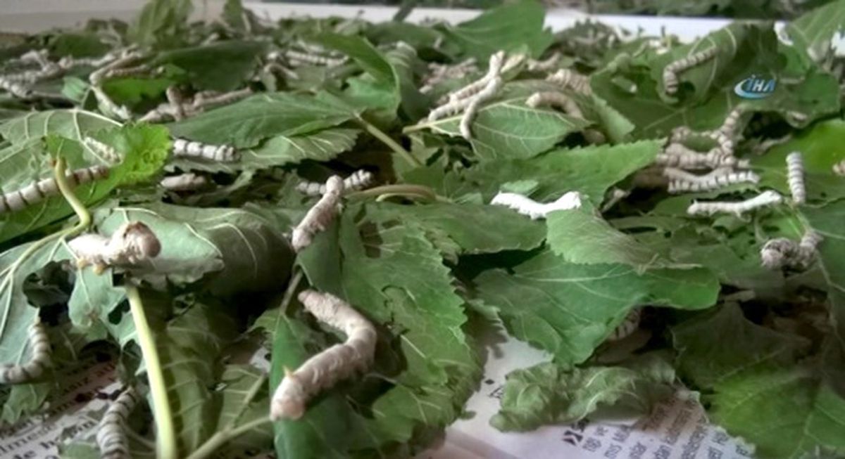 Hatay\'da İpek Böcekçiliği Yaşatılıyor