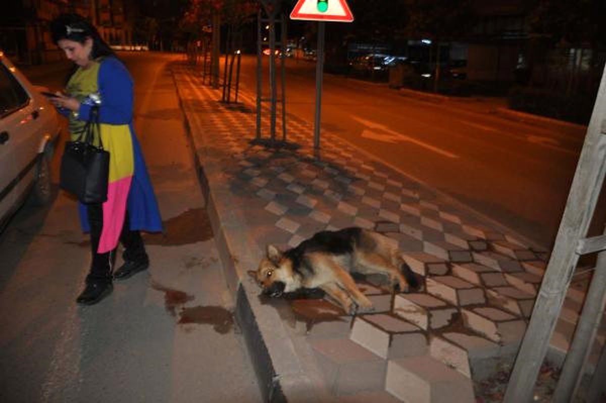 Köpeğe Çarpıp Kaçtı