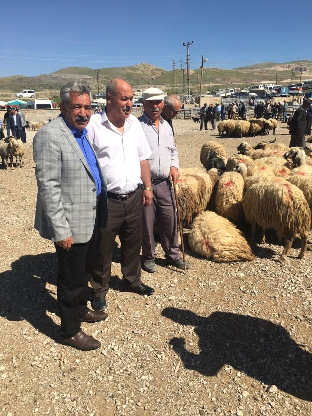 Van\'da Hayvan Sayısı Azalıyor
