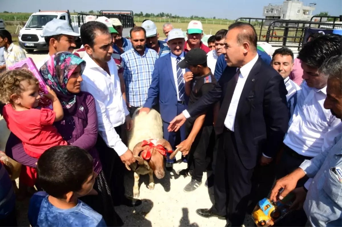 Büyükşehir Belediyesi\'nden Üreticiye Damızlık Koç Dağıtımı