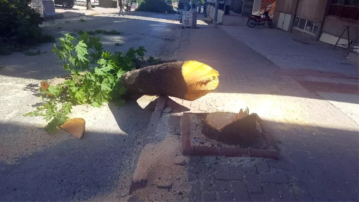 CHP\'li Belediye Yolu Genişletmek Için Ağaçları Kesti