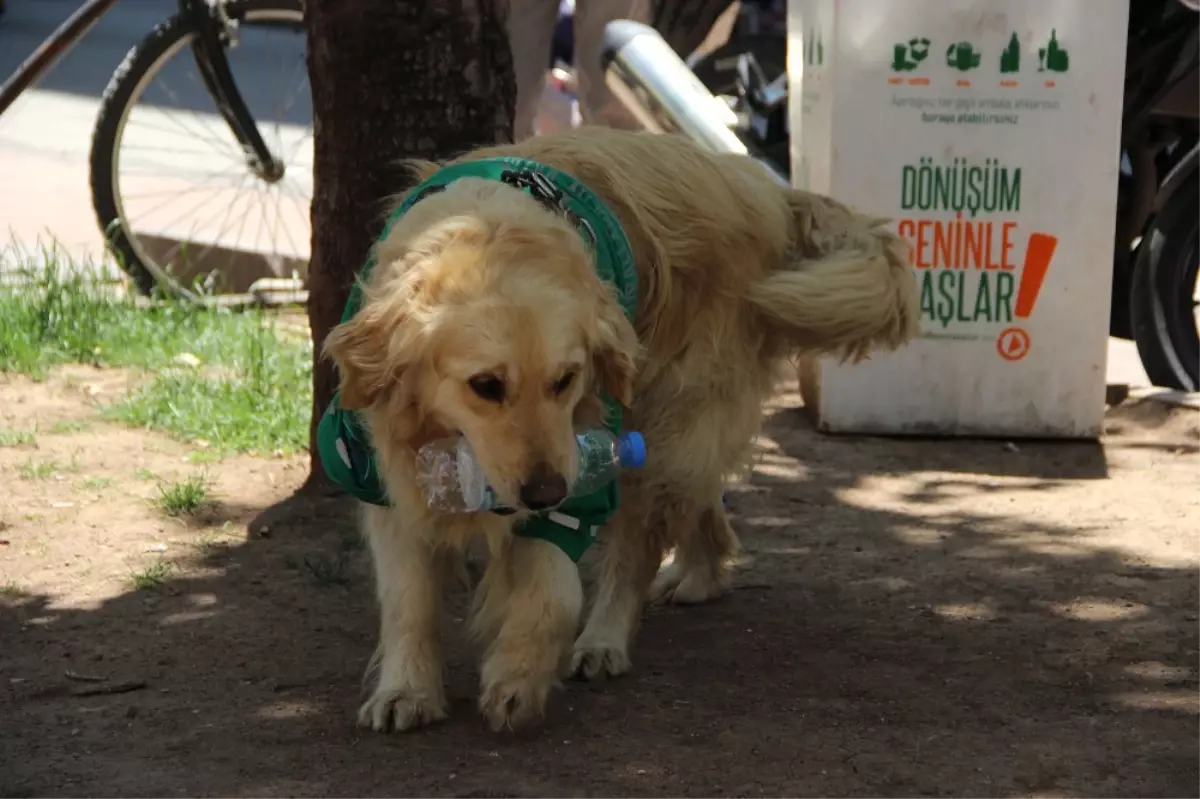 Çöpçü Köpek Kadro Bekliyor