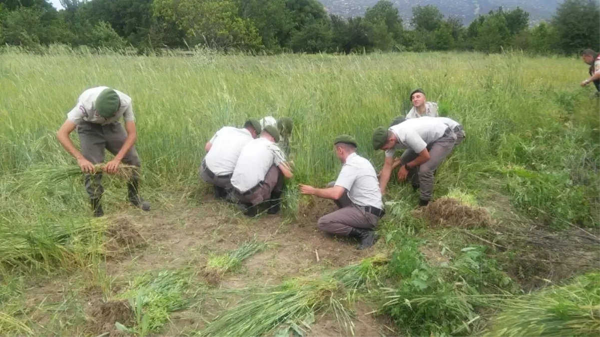 Isparta\'da 7 Bin 852 Kök Kenevir Ele Geçirildi