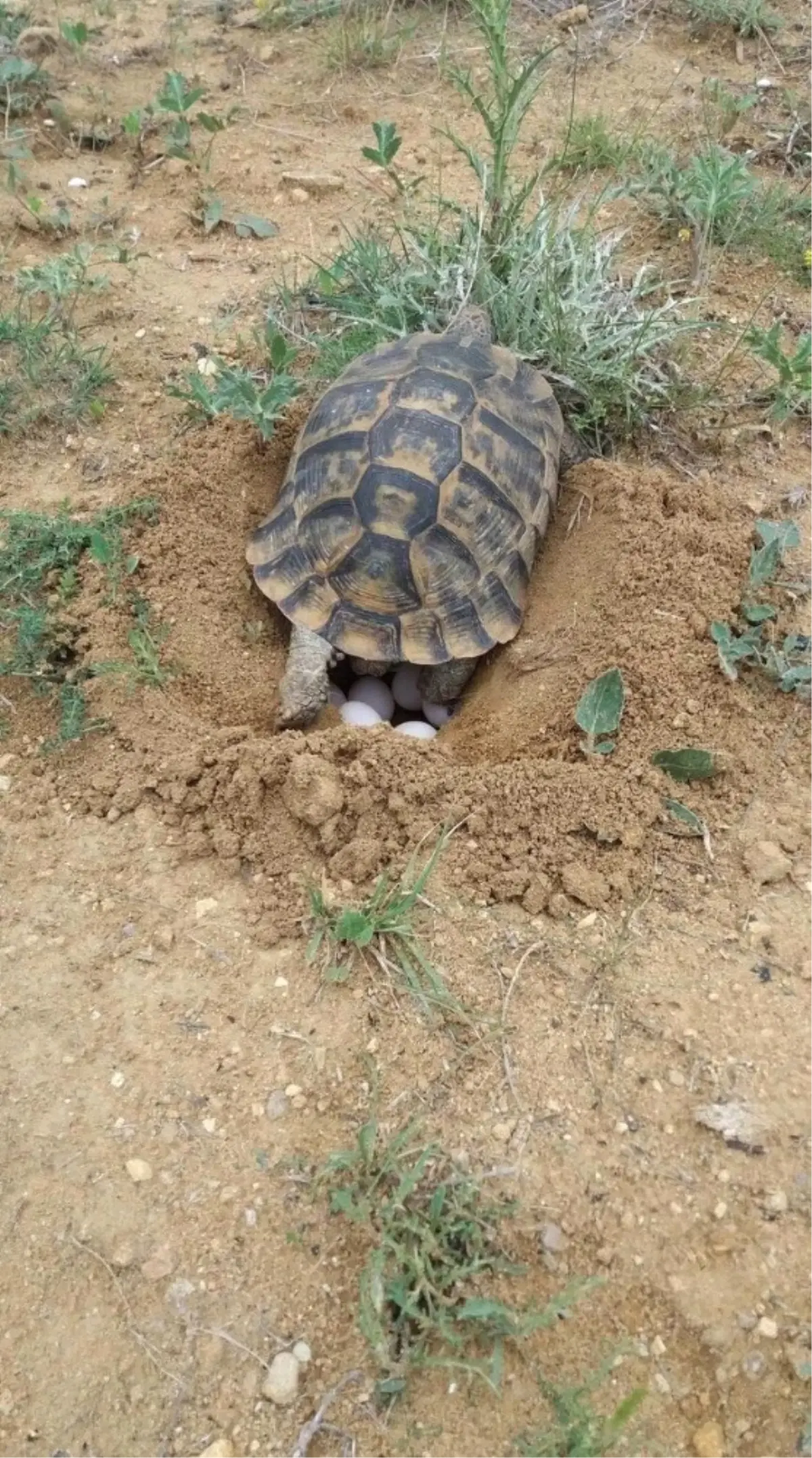 Kaplumbağalar Doğaya Yumurta Bırakmaya Başladı