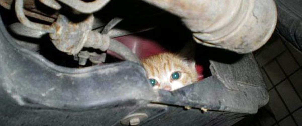 Karaman\'da Kedi Kurtarma Operasyonu