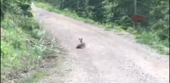 Kastamonu Fotoğrafçıların Bulduğu Yaralı Karaca Tedavi Edildi