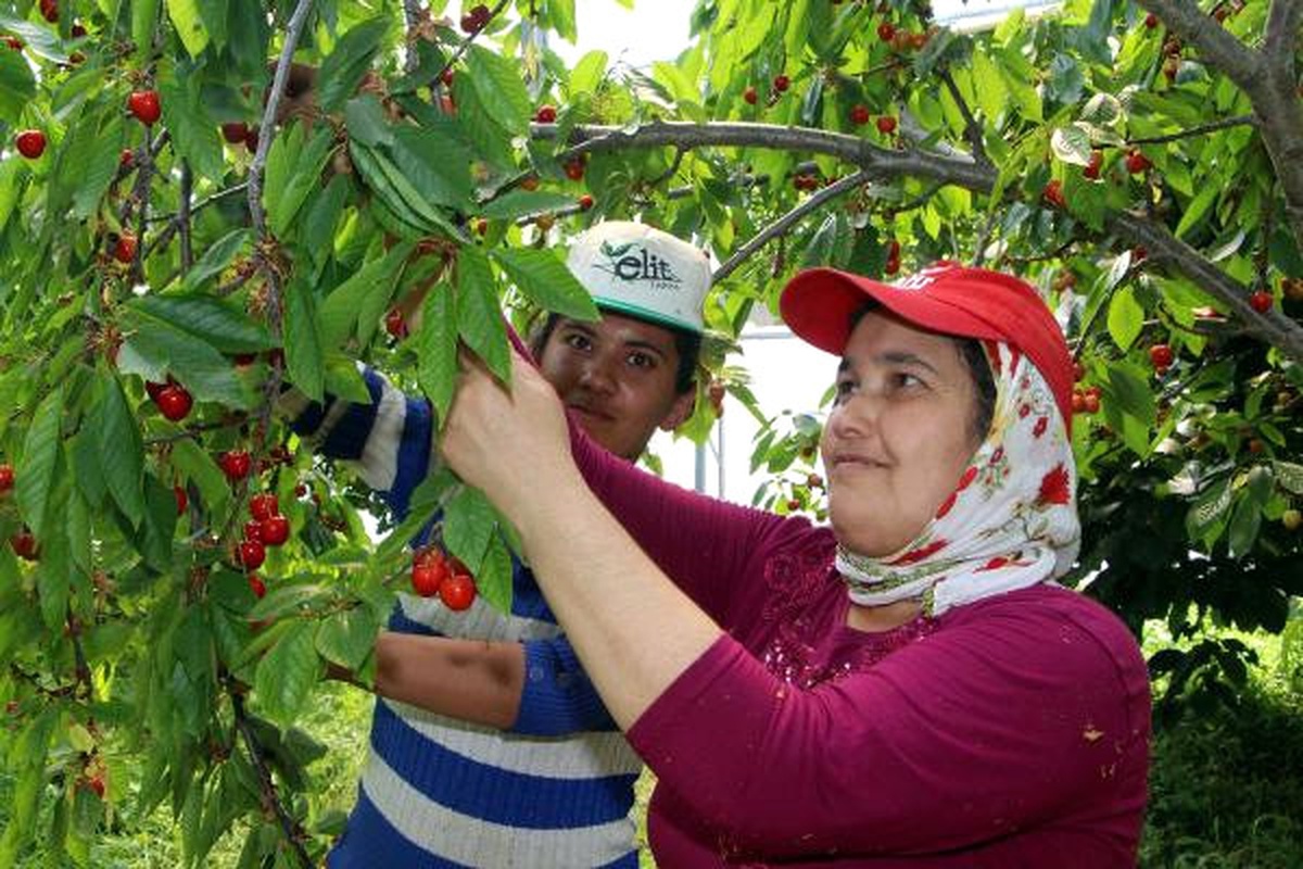 Kiraz Ağaçlarını Seranın İçine Alıp Verimi Artırdı