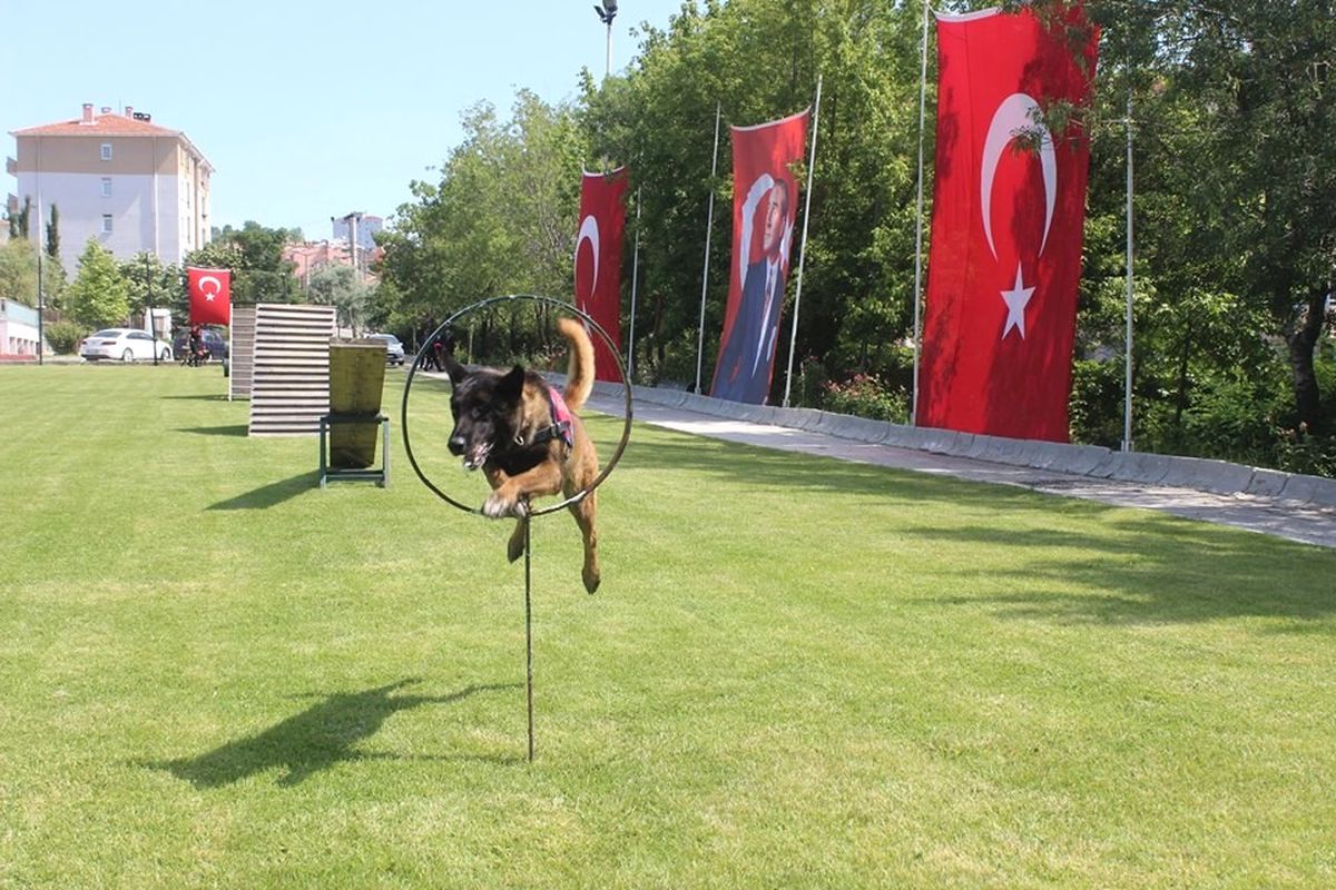Köpekler Jandarma Teşkilatının Kuruluş Yıldönümünde Hünerlerini Sergiledi