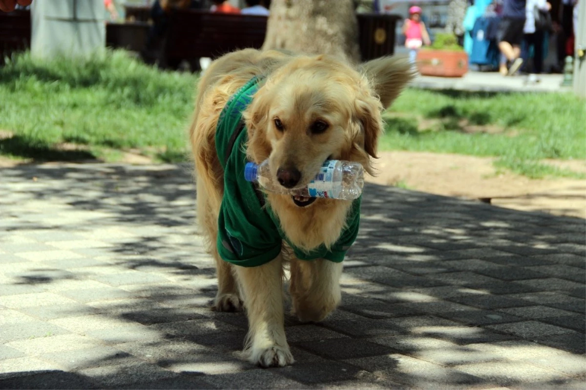 4 Ay Önce Barınağa Bırakılan Abdiş Köpek, Sokakta Çöp Topluyor