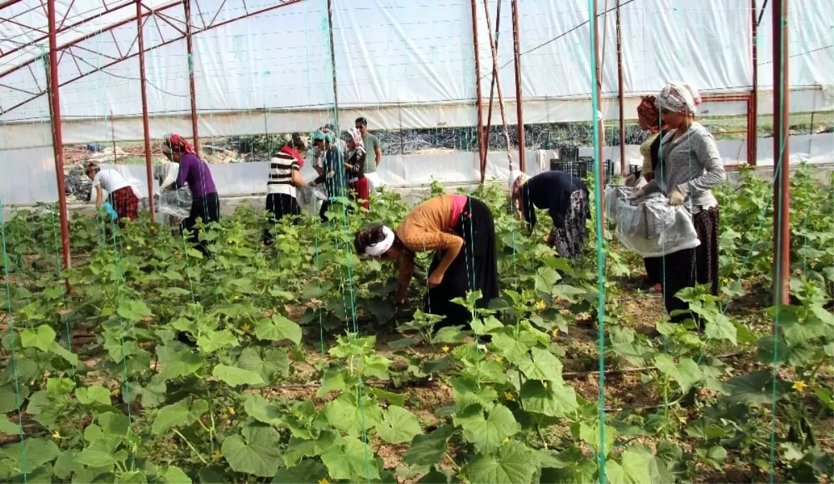 Kadın İşçilerin Ekmek Mücadelesi