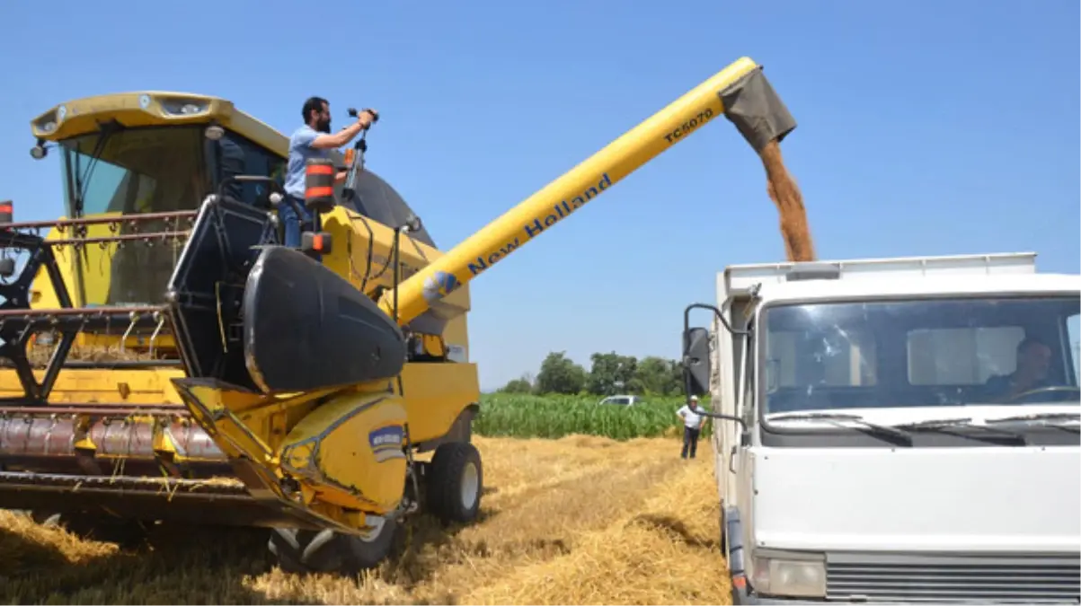 Saruhanlı\'da Buğdayda Rekolte Düştü, Fiyatlar Artırabilir