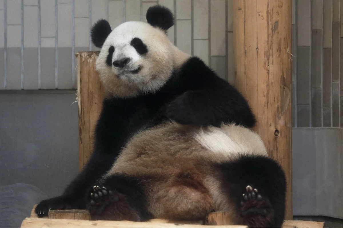 Tokyo\'da 5 Yıl Sonra Dev Panda Doğdu