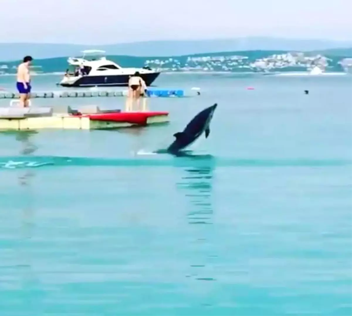 Çeşme\'nin Maskotu Ölü Bulundu