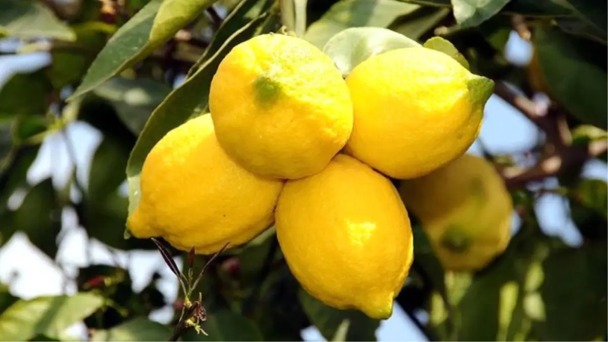 Ekşi Limondan Tatlı Gelir