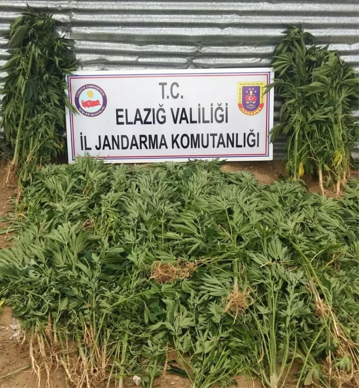 Elazığ\'da Uyuşturucudan 1 Kişi Tutuklandı