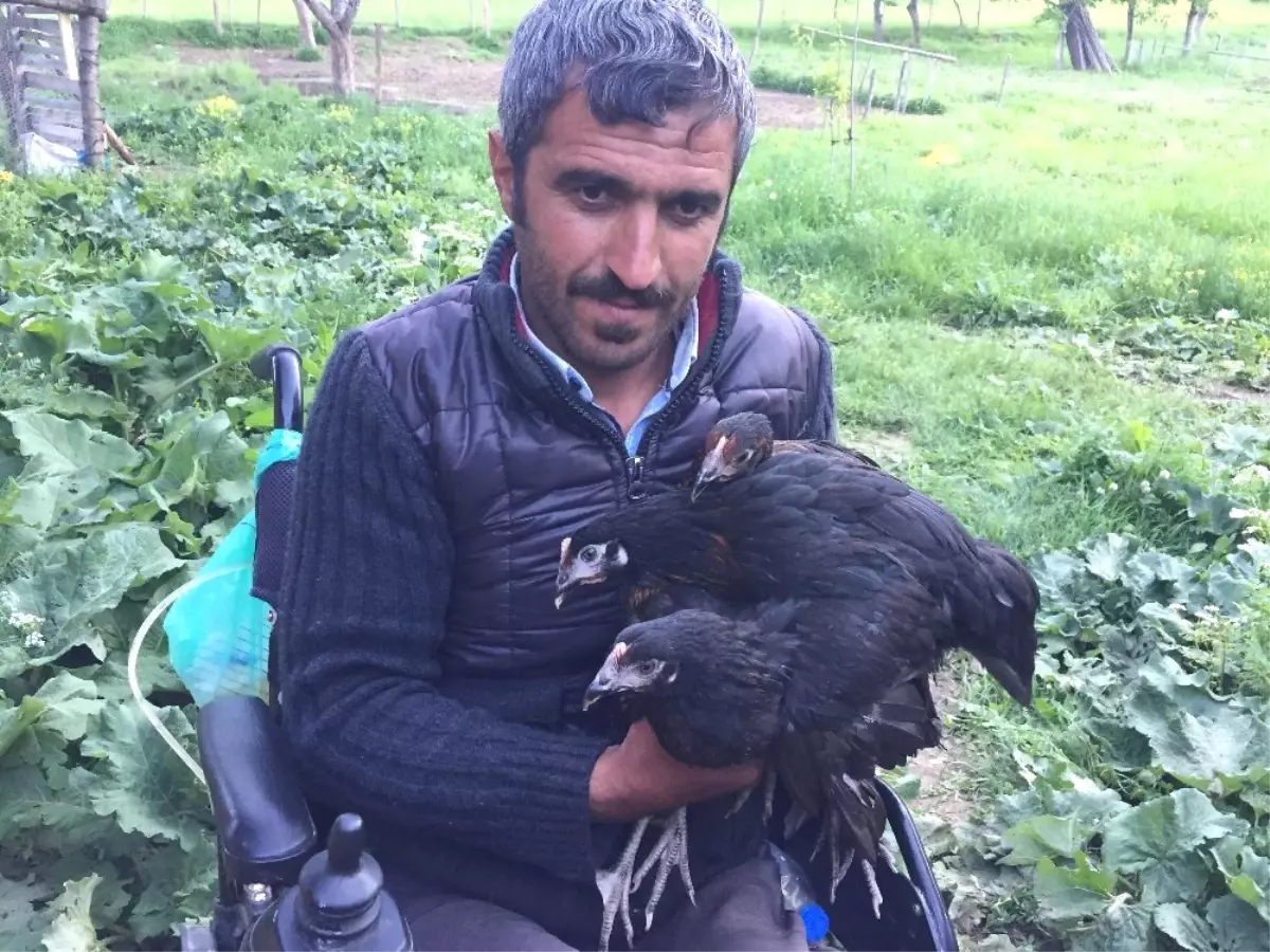 Hediye Edilen Akülü Tekerlekli Sandalye ve Tavuklarla Hayata Yeniden Tutundu