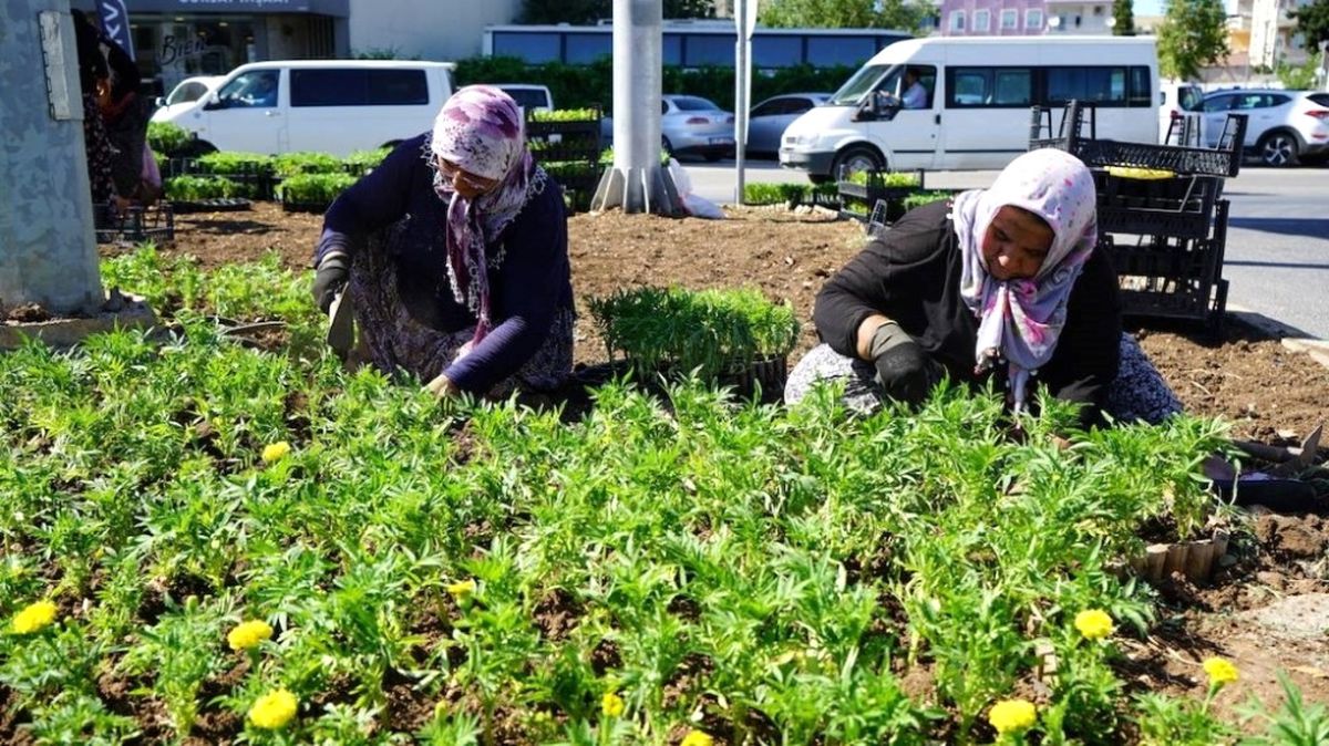 Kavşaklara Mevsim Çiçekleri Dikildi